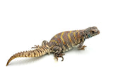 Female Ornate Uromastyx