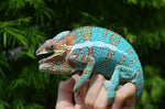 Panther Chameleon