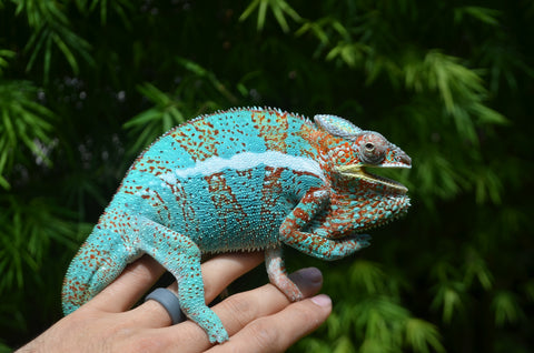 Panther Chameleon