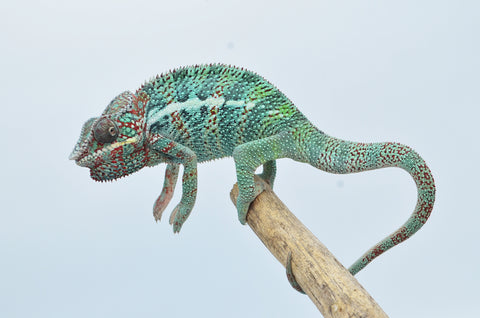 Panther Chameleon