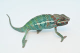 Panther Chameleon