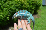 Panther Chameleon