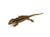 Pastel Striped Gargoyle Gecko (Pink G1 group)