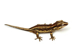 Pastel Striped Gargoyle Gecko (Pink G1 group)