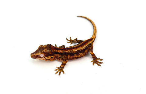 Pink Pastel Striped Gargoyle Gecko (Pink Floyd offspring)