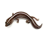 Striped Oreo Patternless het Ghost African Fat Tail Gecko