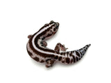 African Fat Tail on white background