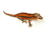 Red Six Striped Gargoyle Gecko (Pennywise offspring)