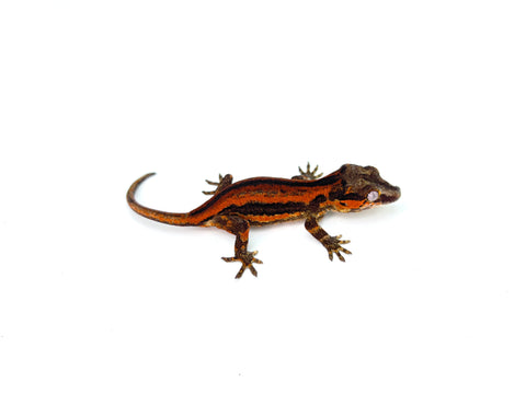 Red Six Striped Gargoyle Gecko (Pennywise offspring)