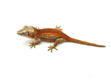 Red 6 Striped Gargoyle Gecko (Pennywise offspring)