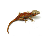 Red 6 Striped Gargoyle Gecko (Pennywise offspring)