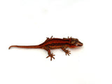Red Striped Gargoyle Gecko (Pennywise offspring)