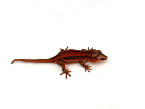 Red Striped Gargoyle Gecko (Pennywise offspring)