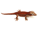 Red Striped Gargoyle Gecko (Pennywise offspring)