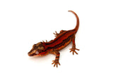 Red Striped Gargoyle Gecko (Pennywise offspring)