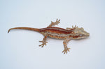 Red Super Striped Gargoyle Gecko (Pennywise offspring)