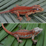 Red Six Striped Gargoyle Gecko (Pennywise offspring)