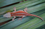 Red 6 Striped Gargoyle Gecko (Pennywise offspring)