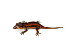 Red Six Striped Gargoyle Gecko (Pennywise offspring)