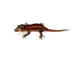 Red Six Striped Gargoyle Gecko (Pennywise offspring)
