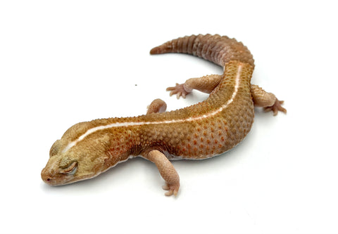 Striped Amelanistic African Fat Tail Gecko (Retired Breeder)