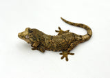 Pine Island Mossy Prehensile Tailed Gecko