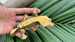 Dark & Orange Harlequin Crested Gecko