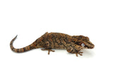 Adult Gargoyle Gecko (Pet Only)