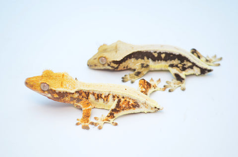 Baby Lilly White Crested Gecko Special (Tailless/Nipped Tail)