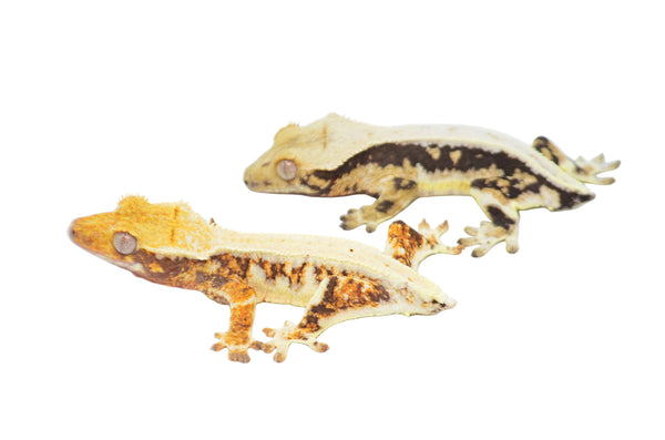 crested gecko white lily Baby Lilly White Crested Geckos for sale – TikisGeckos