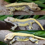 Whitewall Pinstripe Crested Gecko