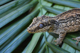 Adult Female Aberrant Striped Gargoyle Gecko