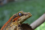 Orange Striped Gargoyle Gecko PET ONLY