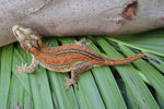 Orange Striped Gargoyle Gecko PET ONLY