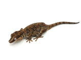 Adult Gargoyle Gecko (Pet Only)