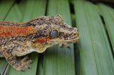 Orange Striped Gargoyle Gecko PET ONLY