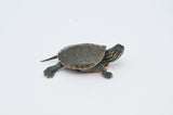 Western Painted Turtle