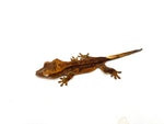 Chocolate Phantom Dalmatian Crested Gecko het EB
