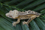 Yellow Phantom het Superstripe w/ Margins Crested Gecko