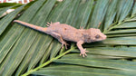 Red Striped Gargoyle Gecko (Phantom group)