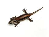 Striped Gargoyle Gecko (Phantom group)