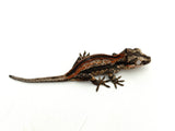 Striped Gargoyle Gecko (Phantom group)