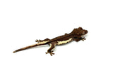 Dark Phantom Frappuccino Crested Gecko