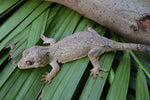 Phantom Reticulated Gargoyle Gecko (Gravid?)