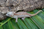 Phantom? Orange Striped Gargoyle Gecko