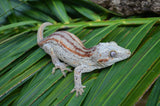 Phantom? Orange Striped Gargoyle Gecko