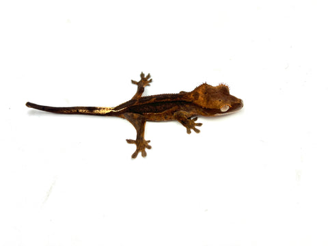 Chocolate Phantom Dalmatian Crested Gecko (pos het EB)