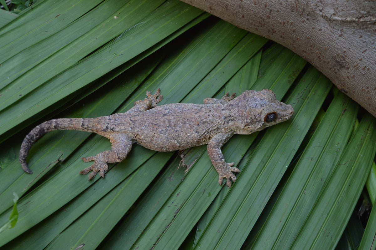 Phantom Reticulated Gargoyle Gecko (Gravid?) – TikisGeckos