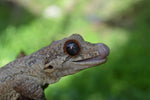 Phantom Reticulated Gargoyle Gecko (Gravid?)