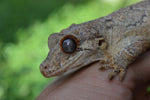 Phantom Reticulated Gargoyle Gecko (Gravid?)